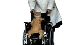 Wheel chair cat Meme Template