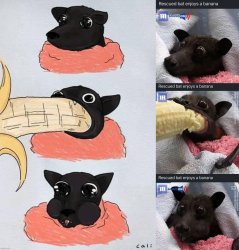 Rescued bat enjoys a banana Meme Template