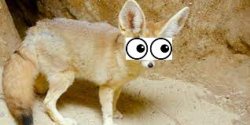 Worried Fennec Fox Meme Template