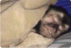 sleeping monkey Meme Template