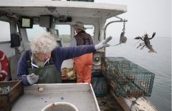 Lobster lady Meme Template