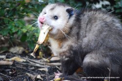 Validating Love Possum Meme Template