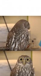 Not-so-calm owl Meme Template