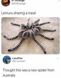 Lemurs sharing a meal Meme Template