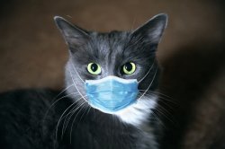 Coronavirus Cat Meme Template