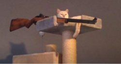 Sniper Cat (No Text) Meme Template