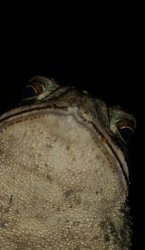 Judgy Toad Meme Template