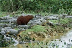 Capybara and Caimans Meme Template