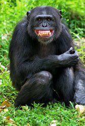 Smiling Chimp Meme Template