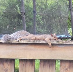 Pancake Squirrel Meme Template