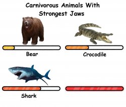 Carnivorus animals with strongest jaws Meme Template