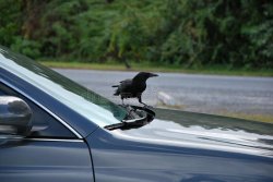 Crow Meme Template