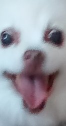 Wierd dog Meme Template