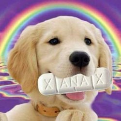 XANAX DOG, XANAX PUPPY, RAINBOW Meme Template
