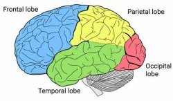 brain lobes Meme Template