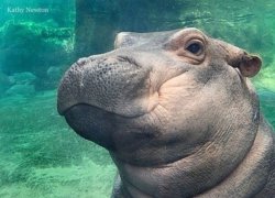Baby Hippo Meme Template
