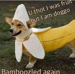 Banana doggo Meme Template