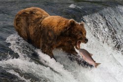 salmon bear Meme Template