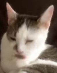 Duckface cat Meme Template