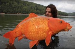 Yarn stash Meme Template