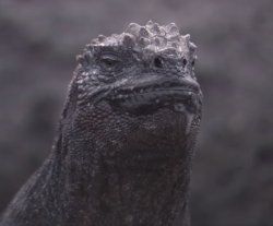 Annoyed Galapagos Marine Iguana Meme Template