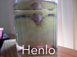 Henlo birb Meme Template