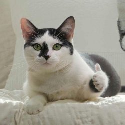 Thumbs up cat Meme Template