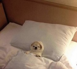 Dog in bed sleeping Meme Template