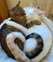 Cat hugs love zen Meme Template