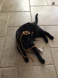 Little Bit Meme Template