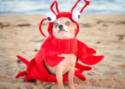 Crabby Dog Meme Template
