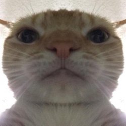 Staring Cat/Gusic Meme Template