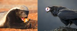 honey badger and raven Meme Template