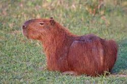 capybara Meme Template