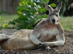 Kangaroo pose Meme Template