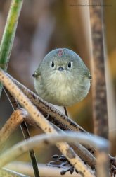 Thicc bird Meme Template