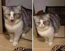 Unconcerned yawning cat Meme Template