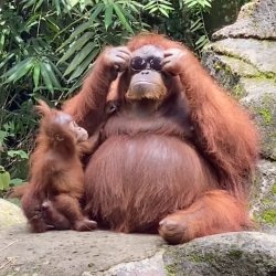 Cool Monke of Coolness Meme Template