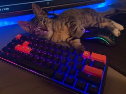 Gaming cat keyboard Meme Template