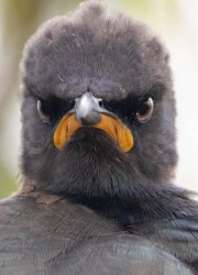 angry bird Meme Template