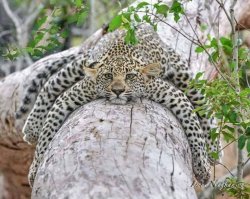 Leopard resting tree Meme Template