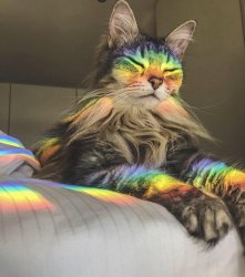 Rainbow Cat - glass refraction Meme Template