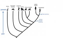 Human Evolutionary Tree Meme Template