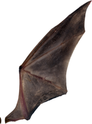 Wing Meme Template