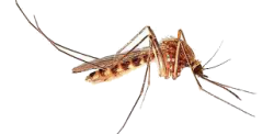 Mosquito Meme Template