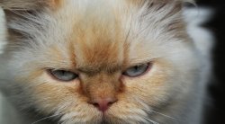 En sød hvad? Meme Template