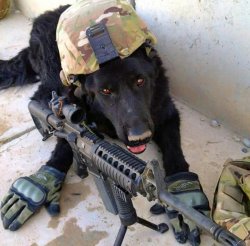 War dog soldier Meme Template
