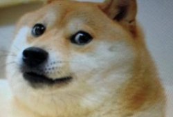 Doge Meme Template