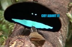 cry about it birb Meme Template