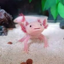 AxolotlDude Meme Template